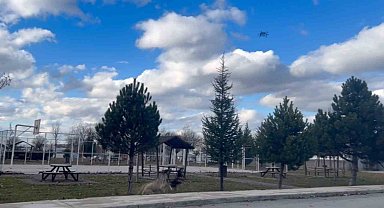 Başıboş köpekler havadaki drona saldırdı