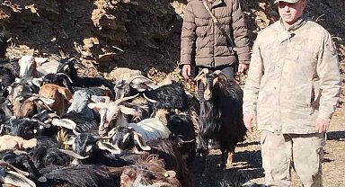 Batman'da kaybolan 130 keçi jandarma tarafından bulunarak sahibine teslim edildi