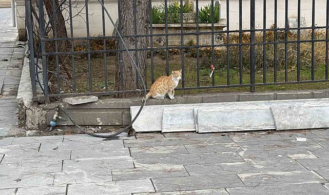 Batman'da kedi fareye diş geçiremedi