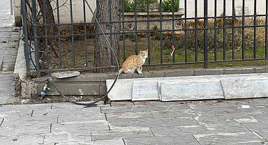 Batman'da kedi fareye diş geçiremedi