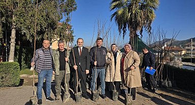 Belediye ücretsiz Trabzon Cennet Hurması fidanı dağıttı