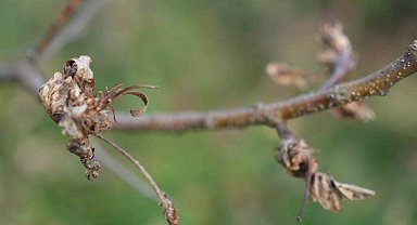 Bilim adamından kestane ağaçlarının çürümesini engelleyen buluş