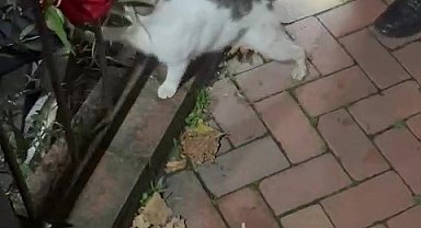 Bir ayda üç kez çaya düşen kedi, kurtarıldıktan sonra patisiyle teşekkür etti