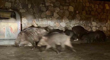 Bodrum'da aç kalan yaban domuzları mahalleleri mesken tuttu