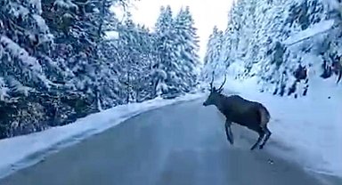 Bolu'da nadir görülen kızıl geyik karla kaplı yolda görüntülendi