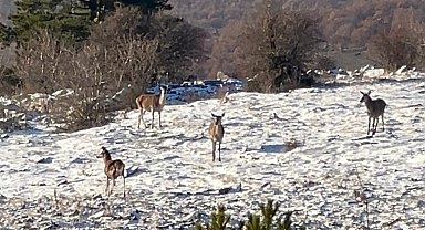 Bolu'da yiyecek arayan karaca sürüsü görüntülendi