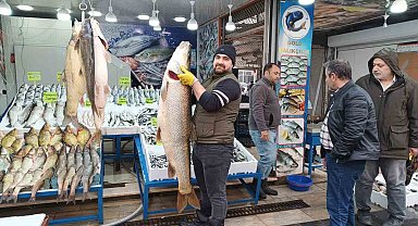 Botan Çayı'nda avlanan dev turna balığı Batman'da sergilendi