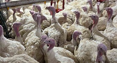 Bu ete her geçen gün rağbet artıyor