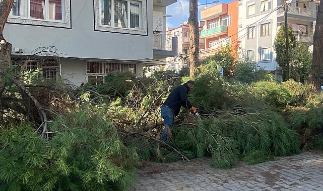 Budanan ağaçlar ihtiyaç sahiplerine yakacak oluyor