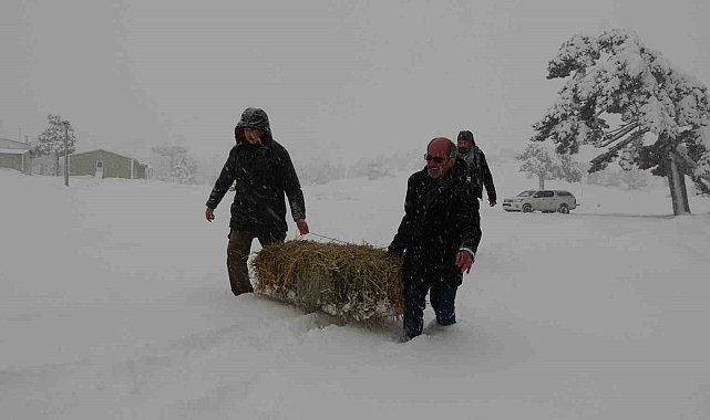 Burdur yaylalarında kar kalınlığı 50 santime ulaştı, yaban hayvanlar için seferberlik başladı