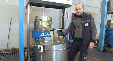 Burhaniye'de yağ rekoltesinde düşüş