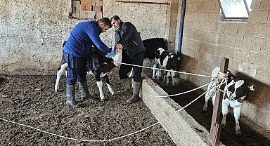 Büyük ve küçükbaş hayvanlara aşılama çalışması yapıldı