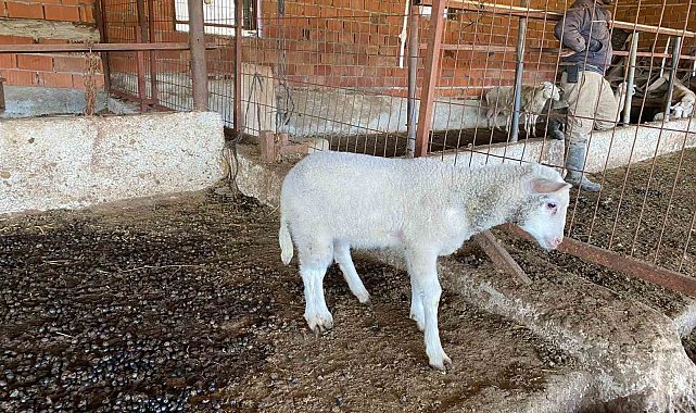 Çanakkale'de Kuzu 5 Ayaklı Doğdu