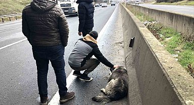 Çarptığı yaralı köpeği sevdi, başından ayrılmadı