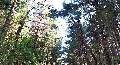 CHP Çanakkale'den 'Kazdağları' çağrısı