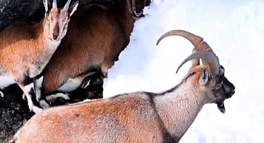 Dağ keçileri havadan görüntülendi