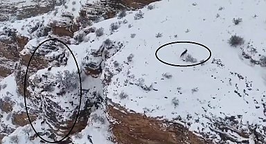 Dağ keçileri ile kurt aynı karede görüntülendi