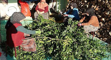 Defne yaprağı kırsal kesimin gelir kapısı oldu