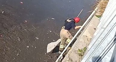 Dereye düşerek çamura saplanan kediyi itfaiye kurtardı