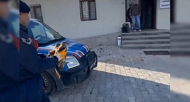 Devriye gezen jandarmanın bulduğu yaralı kızılşahin koruma altına alındı