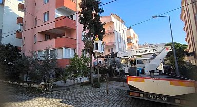 Didim Belediyesi ağaçların kış bakımlarını sürdürüyor