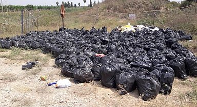 Dökülen ya da ağaçta kalan narenciye Akdeniz Meyve Sineği popülasyonunu artırıyor