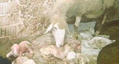 Dördüz doğuran koyun sahibini sevindirdi