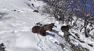 Dron kamerasına yakalanan ayı ailesinin görüntüleri belgeselleri aratmadı