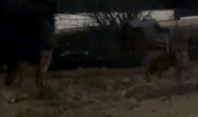 Edirne'de aç kalan tilkiler şehir merkezine indi