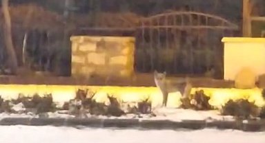 Elazığ'da aç kalan tilki yiyecek bulmak için şehre indi