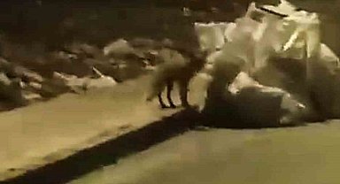 Elazığ'da aç kalan tilki yiyecek bulmak için şehre indi