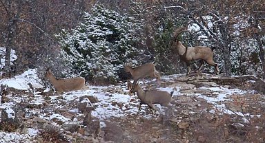 Elazığ'da yaban keçisi envanter çalışması yapıldı