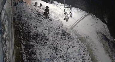 Elazığ'da yiyecek arayan domuz sürüsü kameraya yansıdı
