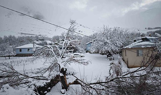 Elazığ'da yoğun kar yağışından dolayı ağaçlar devrildi