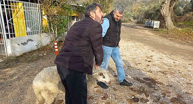 Erdek'te kayalıklarda mahsur kalan koyun kurtarıldı