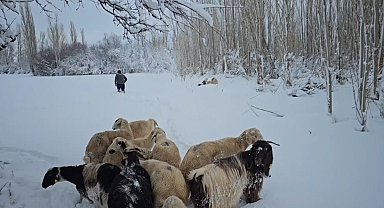 Erzincan'da karla kaplı köylerdeki besiciler zor şartlarda hayvanlarını besliyor