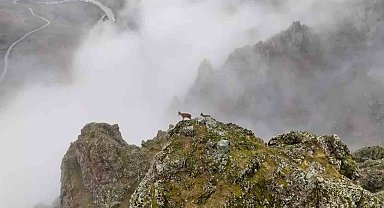 Erzincan'da sis bulutları içerisinde dağ keçileri