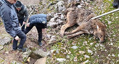 Erzincan'da yaralı kurt kurtarıldı
