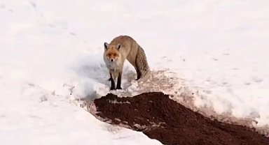 Erzincan'da yuvasından çıkan tilki havadan görüntülendi