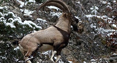 Erzincan'ın yüksek kesimlerinde yaban keçileri görüntülendi