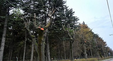 Eskişehir Büyükşehir'den ağaçlara kış bakımı