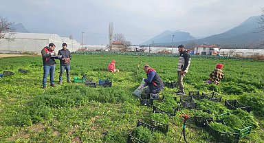 Eskişehir'de yaprağı yenen sebzelerde kalıntıyla mücadele çalışmaları devam ediyor