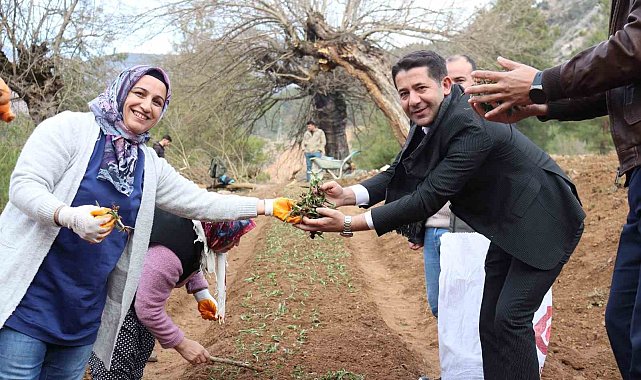 Feke'de sahlep fidanları toprakla buluştu