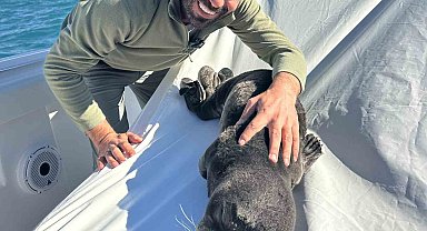 Fırtına mağduru yavru fok, el birliğiyle annesine kavuştu