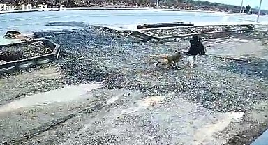 Gaziantep'te başıboş köpek kız çocuğuna saldırdı