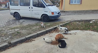 Gediz'de sokak hayvanlarına mama desteği
