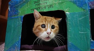 Gümüşhane'de öğrenciler engelli kediler için kedi evi yaptı