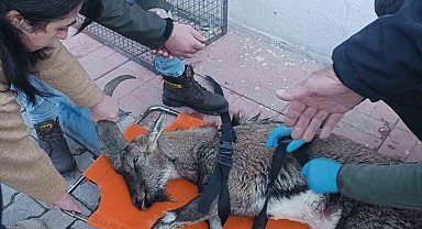 Hakkari'de yaralı dağ keçisi tedavi altına alındı