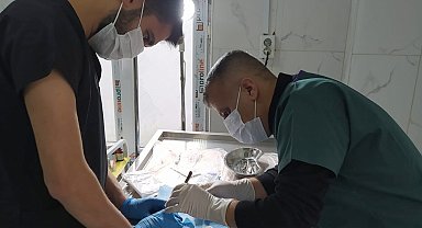 Hakkâri'de gözü yerinden çıkan kedi ameliyat edildi