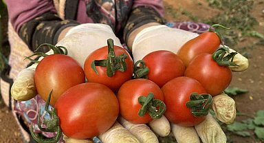 Halde işlem gören domates miktarı düştü, fiyat arttı